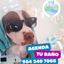 Gatito y perrito atendidos por Gaia Pet Care