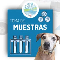 Perrito con peinado divertido