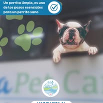 Perrito sonriendo después del baño