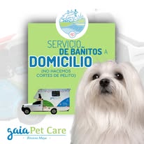 Perrito feliz después del baño Gaia Pet Care